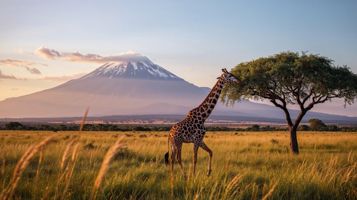Wildlife scene with giraffes and acacia trees in a savannah setting, natural habitat for editorial headers