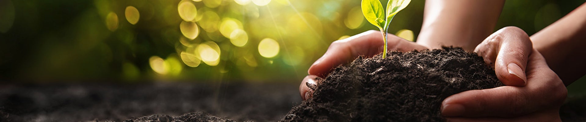 Close Up Plant in Female Hands. Care of the Environment. Ecology concept