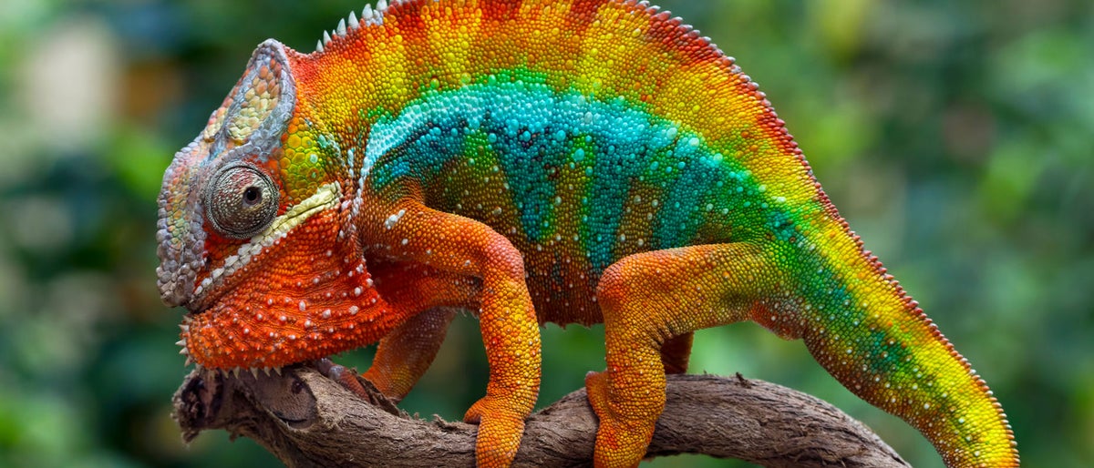 Beautiful of chameleon panther, chameleon panther on branch, chameleon panther closeup