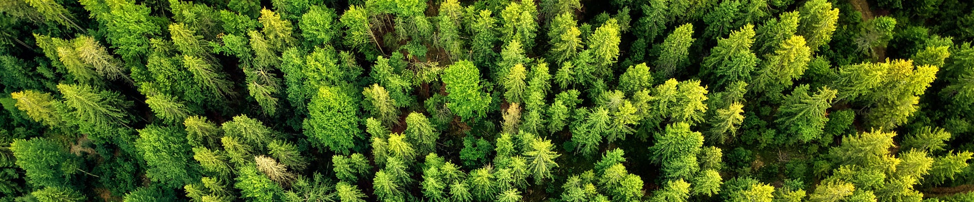 Summer warm sun light forest aerial view