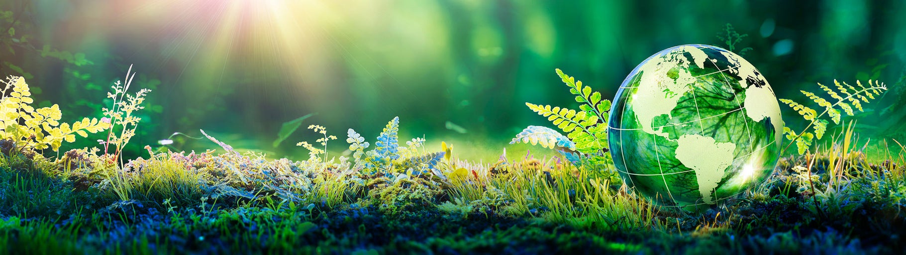 Environment Concept - Globe Glass In Green Forest With Sunlight