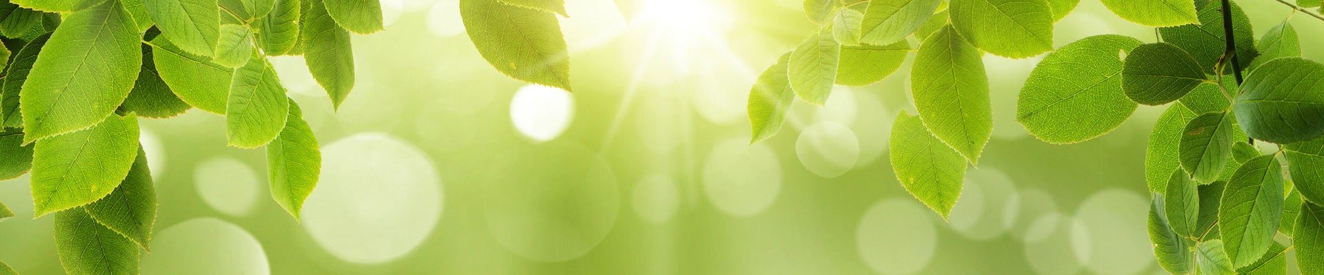 natural green background with selective focus