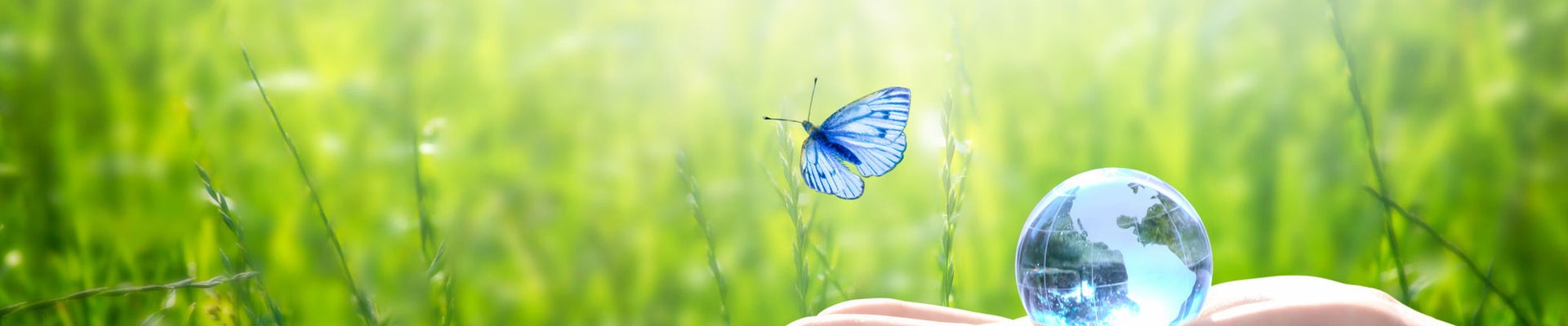 Earth crystal glass globe ball in human hand, flying butterfly with blue wings, fresh juicy grass background. Saving environment, save clean green planet, ecology concept. Card for World Earth Day.