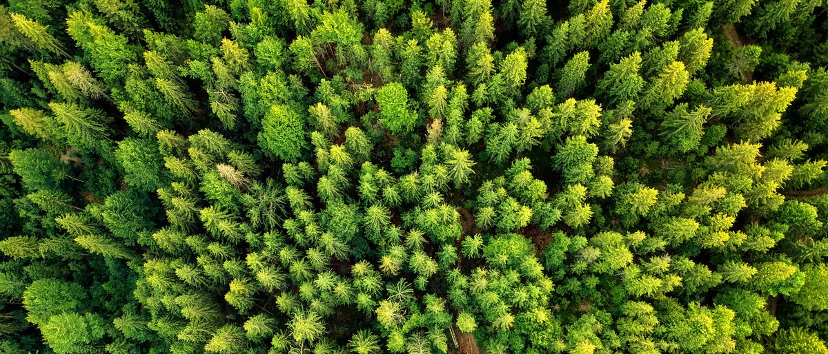 Summer warm sun light forest aerial view